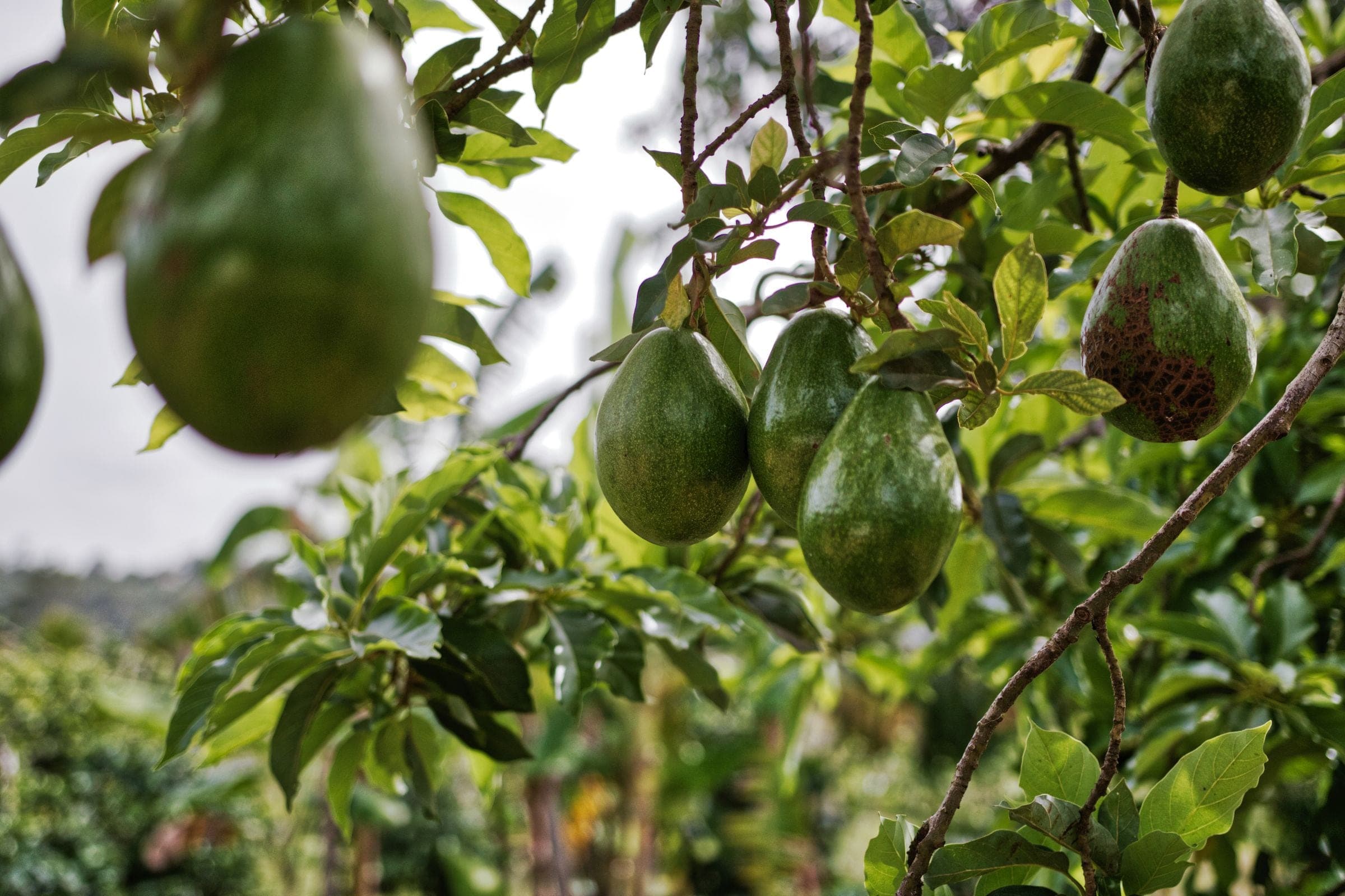 Fresh avocados hanging from a branch, showcasing agricultural produce in a natural setting, the kind of North County setting our movers work in around Valley Center, CA